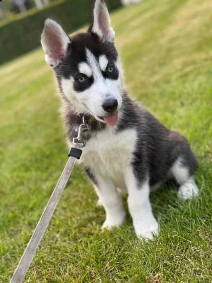siberian husky cucciolino di 3 mesi