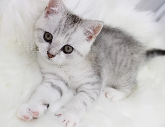 gattino scottish straight