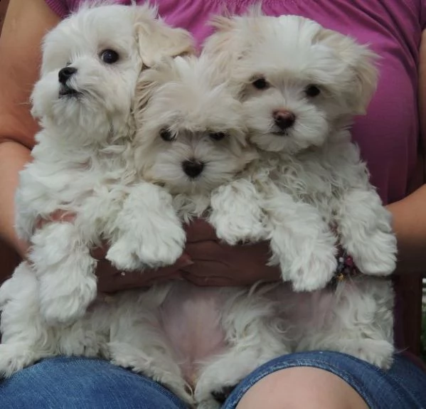 regalo cuccioli di maltese !!! | Foto 0
