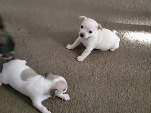 vendita cucciolo chihuahua toy femminuccia