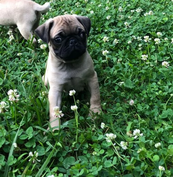 vendita cucciolo cucciolo di carlino | Foto 0