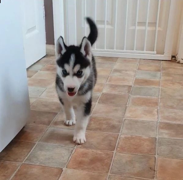 cuccioli di siberian husky | Foto 0