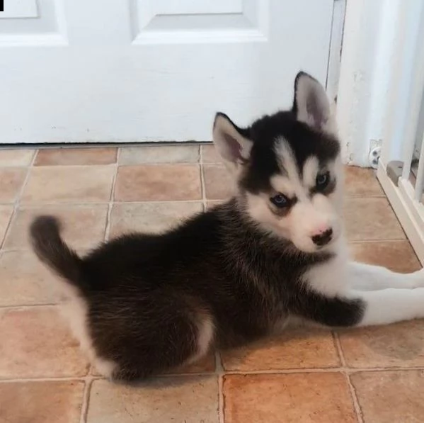due siberian husky 3 mesi