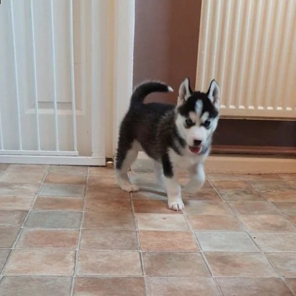 due siberian husky 3 mesi | Foto 0