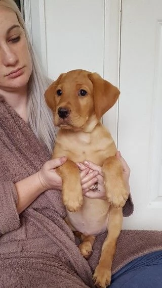 labrador miele | Foto 1