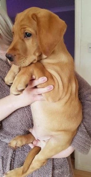 labrador miele | Foto 0