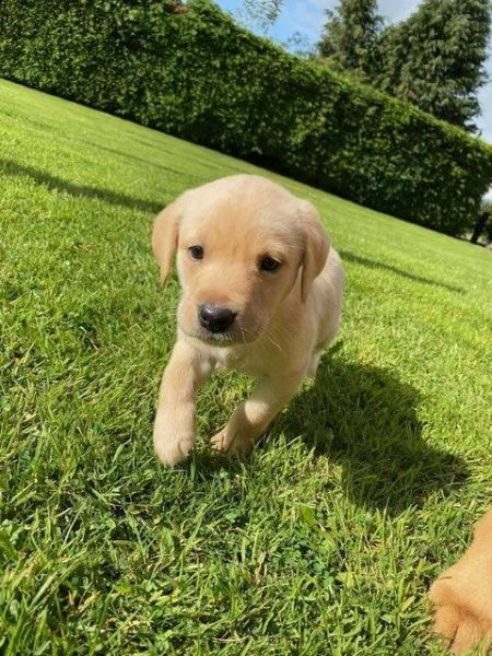 labrador miele