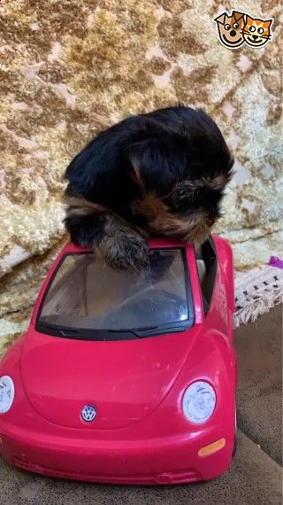 cuccioli di razza yorkshire terrier | Foto 3