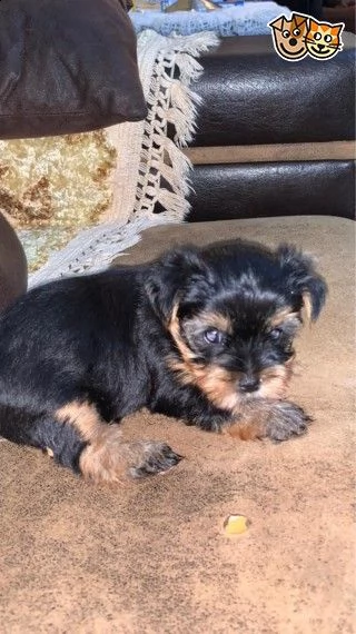 cuccioli di razza yorkshire terrier | Foto 2