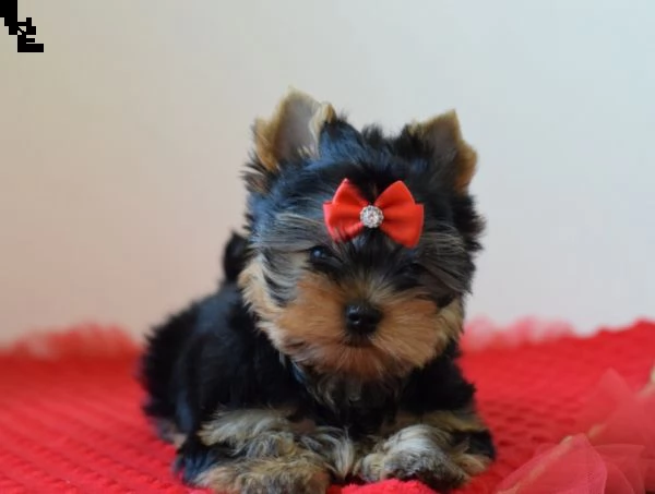 cuccioli di razza yorkshire terrier | Foto 1