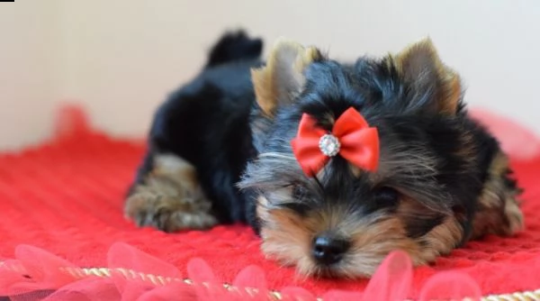 cuccioli di razza yorkshire terrier | Foto 0