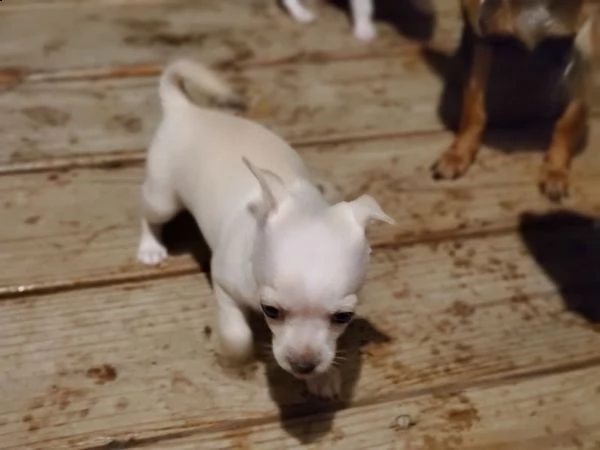 vendita cucciolo chihuahua toy femminuccia