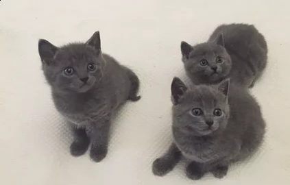 disponibili gattini certosino