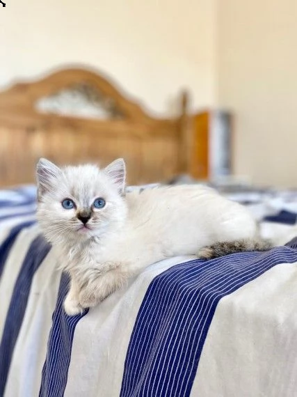 gattini pura razza ragdoll