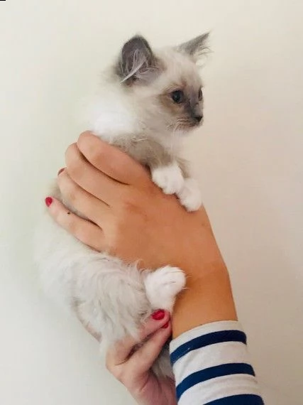 gattini pura razza ragdoll | Foto 2