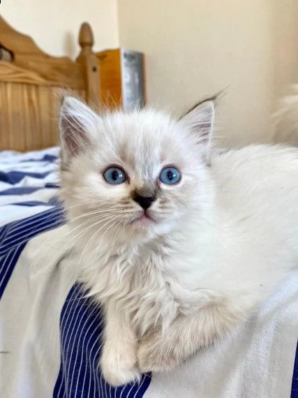 gattini pura razza ragdoll | Foto 1