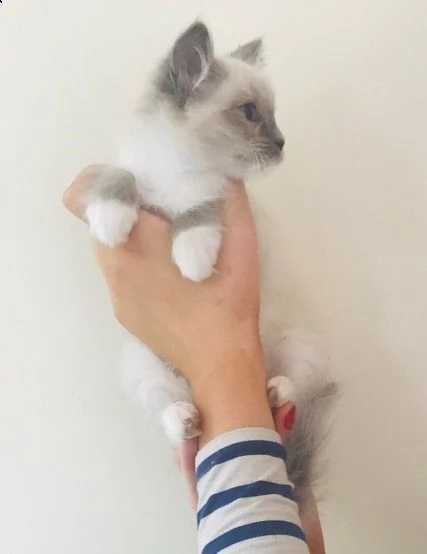 gattini pura razza ragdoll | Foto 0