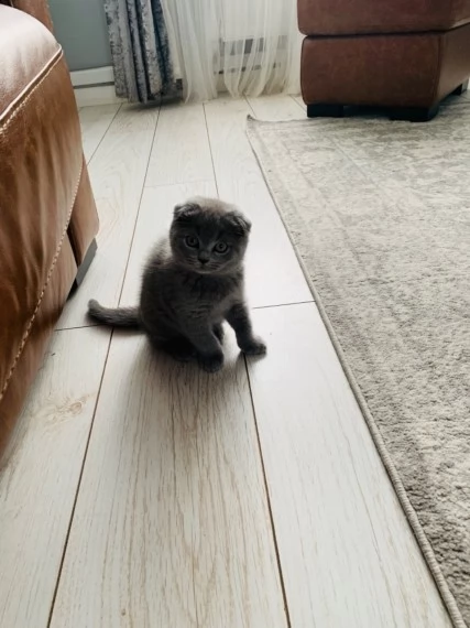 scottish fold 2 mesi | Foto 2