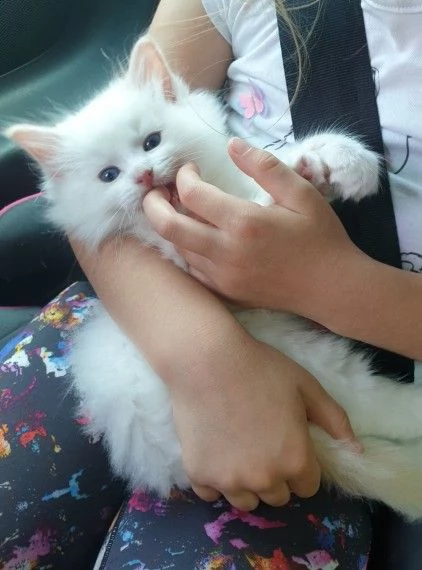 ragdoll gattini | Foto 0