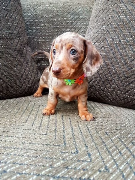 bassotto nano pedigree | Foto 2