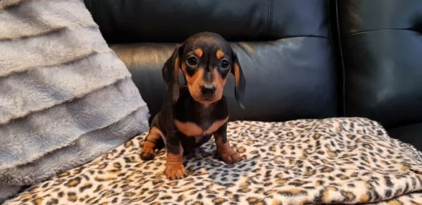 bassotto nano pedigree | Foto 1