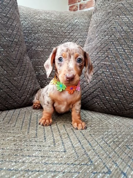 bassotto nano pedigree | Foto 0