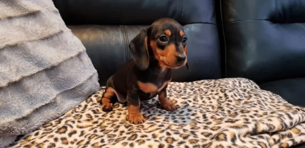 bassotto nano pedigree