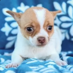 bellissimi cuccioli di chihuahua in adozione gratuita | Foto 0
