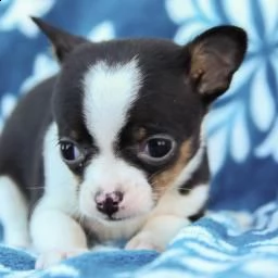 bellissimi cuccioli di chihuahua in adozione gratuita