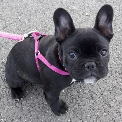 bellissimi cuccioli di bulldog francese in adozione gratuita