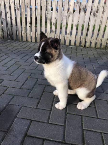 regalo akita inu