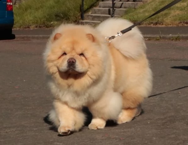  adorabili cuccioli di chow chow in regalo