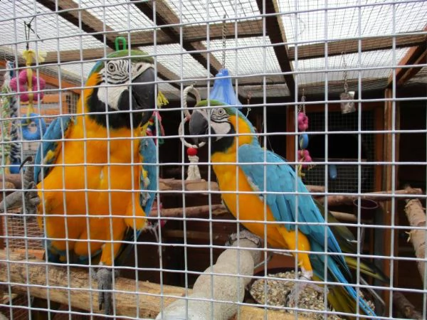 regalo pappagalli ara in cerca di nuove case