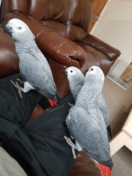 pappagalli cenerini in regalo