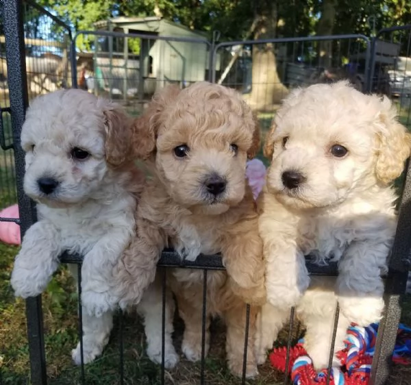 regalo abbiamo cuccioli di barboncino