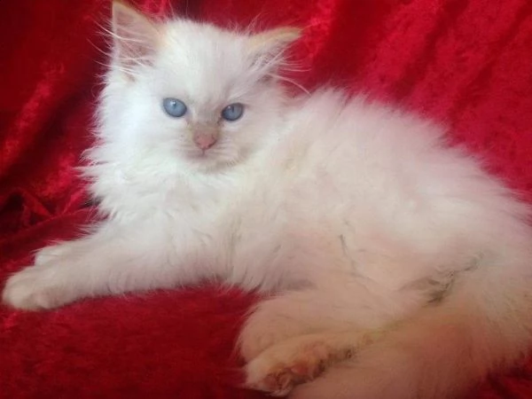 stupendo sacro di birmania