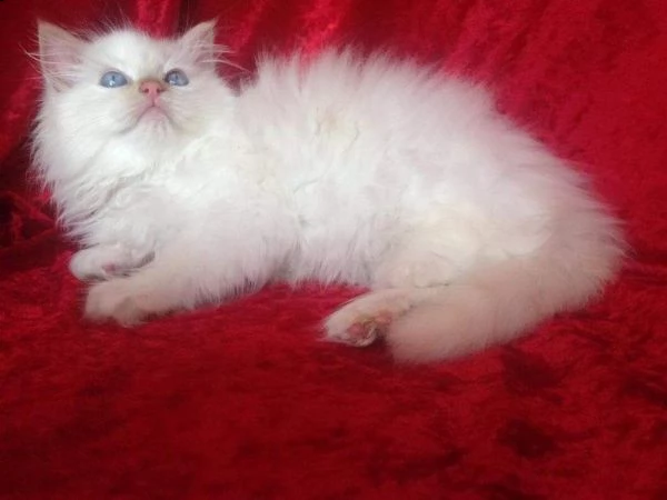 stupendo sacro di birmania | Foto 0