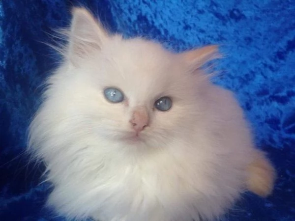 cuccioli di sacro di birmania 75gg | Foto 1