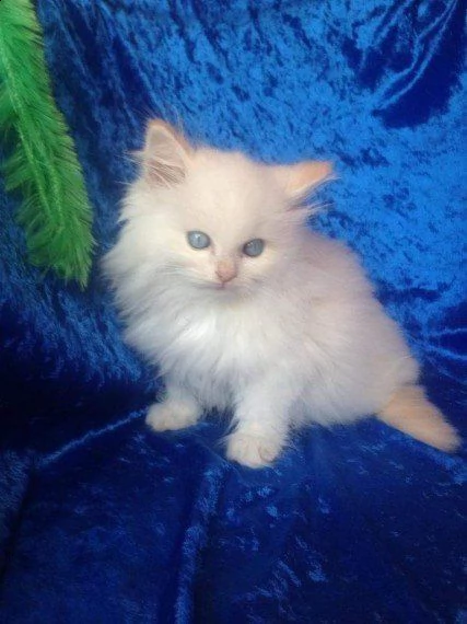 cuccioli di sacro di birmania 75gg | Foto 0