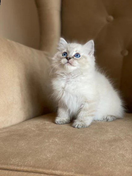 cuccioli di sacro di birmania 75gg