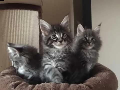 maine coon vaccinati e svezzati