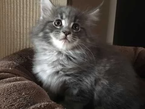 maine coon vaccinati e svezzati | Foto 2