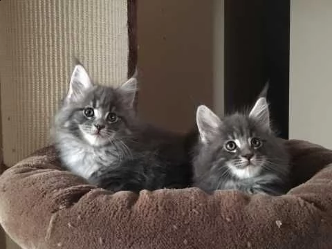 maine coon vaccinati e svezzati | Foto 1