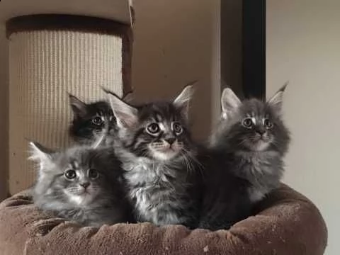 maine coon vaccinati e svezzati | Foto 0