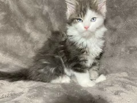 gatto maine coon di razza | Foto 3