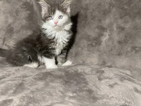 gatto maine coon di razza | Foto 2