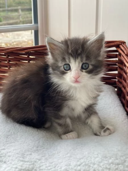 gatto maine coon di razza