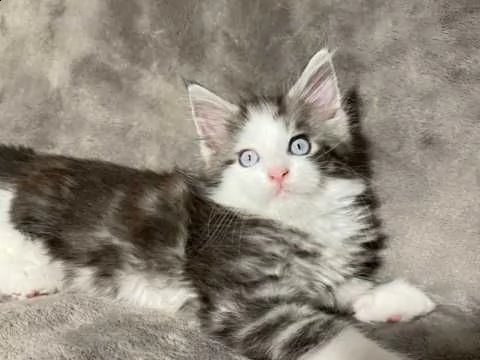 gatto maine coon di razza | Foto 1