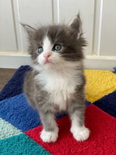 gatto maine coon di razza | Foto 0