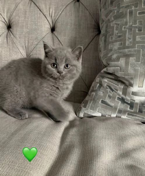 british shorthair blue smoke pedigree wcf | Foto 1